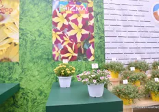 Een compleet nieuwe collectie van Lazzeri is PriZma, "Petunia's met fancy kleuren waar de consument van kan genieten, iets nieuws."